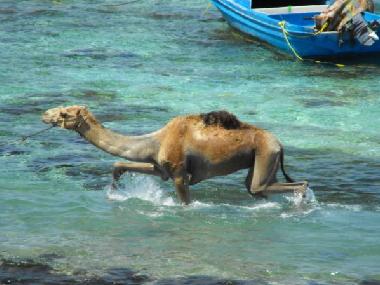 Holiday Apartment in dahab (Janub Sina
