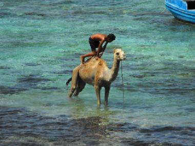 Holiday Apartment in dahab (Janub Sina
