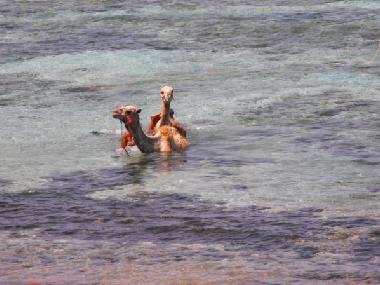 Holiday Apartment in dahab (Janub Sina