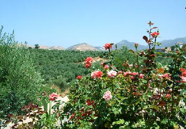 The rose garden at the villa