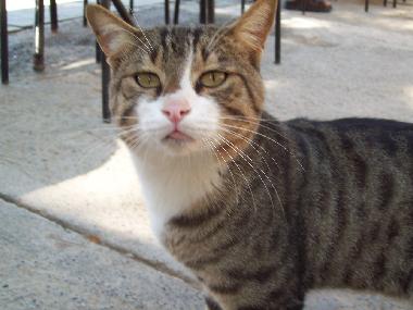 Holiday Apartment in Antalya Stadt (Antalya) or holiday homes and vacation rentals