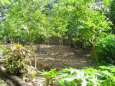 Orange trees