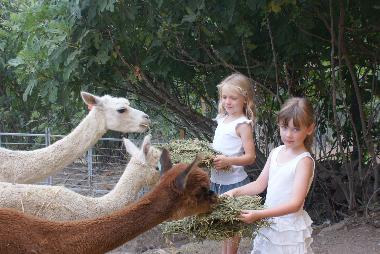 Help feed the Alpacas