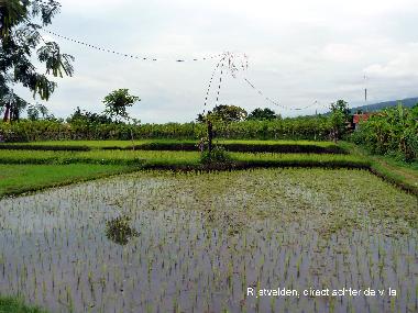 Holiday House in Dencarik (Bali) or holiday homes and vacation rentals