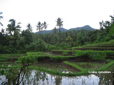 Holiday House in Dencarik (Bali) or holiday homes and vacation rentals