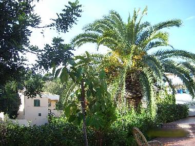 Holiday House in Palma de Mallorca (Mallorca) or holiday homes and vacation rentals