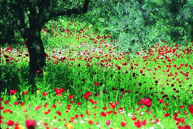 Holiday House in Assos-Tahtakuslar (Canakkale) or holiday homes and vacation rentals