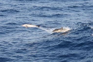 Holiday Apartment in Psakoudia (Chalkidiki) or holiday homes and vacation rentals