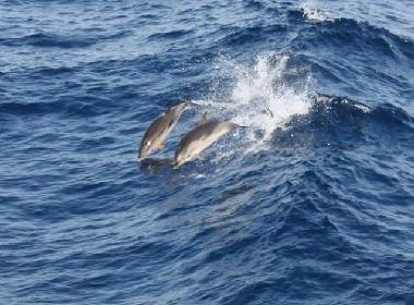 Holiday Apartment in Psakoudia (Chalkidiki) or holiday homes and vacation rentals