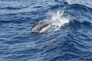 Holiday Apartment in Psakoudia (Chalkidiki) or holiday homes and vacation rentals