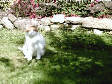 Holiday House in locronan (Finist�re) or holiday homes and vacation rentals