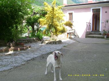 Animali domestici benvenuti