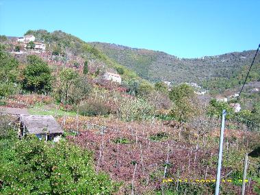 Gazzebo di paglia in vigneto