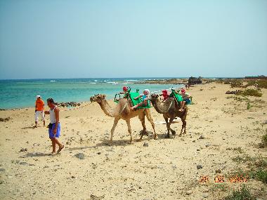 Holiday Apartment in Calette de Fuste (Fuerteventura) or holiday homes and vacation rentals
