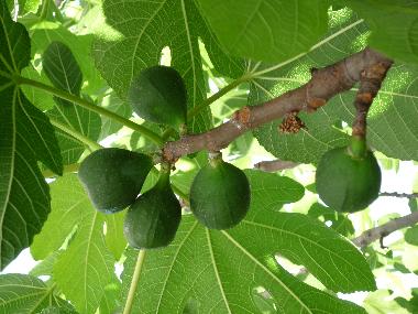 Holiday House in Seget Vranjica (Splitsko-Dalmatinska) or holiday homes and vacation rentals