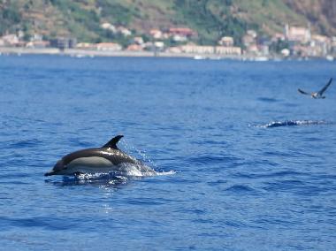 Dolphins passing Paul do Mar August 2010 Copyright Lobosonda Boat