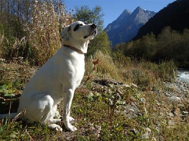 Holiday Apartment in Evol�ne (Sion) or holiday homes and vacation rentals