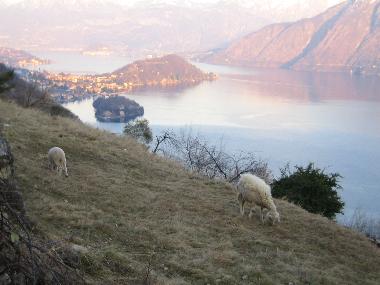 Holiday House in Colonno (Como) or holiday homes and vacation rentals