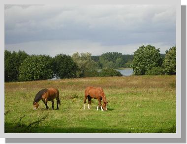 Holiday House in Malchow (Mecklenburgische Seenplatte) or holiday homes and vacation rentals