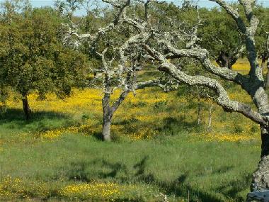 Holiday House in Grandola (Alentejo Litoral) or holiday homes and vacation rentals