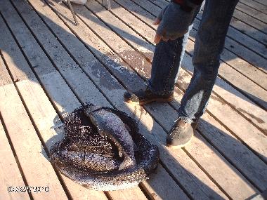 Holiday House in svanskoog- (Vrmland) or holiday homes and vacation rentals