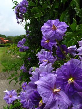 Hotel in Birri (Heredia) or holiday homes and vacation rentals