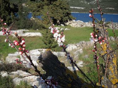 Holiday Apartment in Mali Ston (Dubrovacko-Neretvanska) or holiday homes and vacation rentals