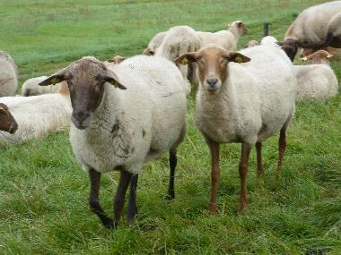 Holiday Apartment in Marschacht (Hamburg) or holiday homes and vacation rentals