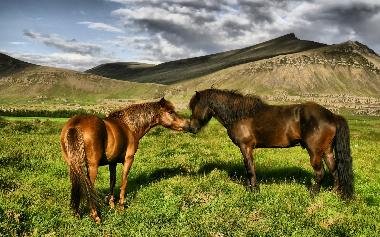 Icelandic horses