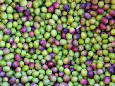 Itri Olives better known as Gaeta Olives