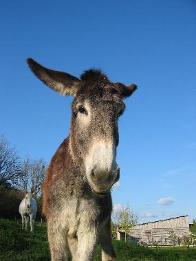 Peter and Tequila, friendly pets
