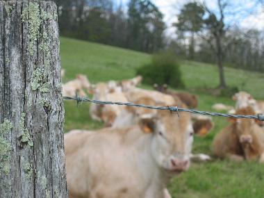 The cattle of the farm, Blonde d