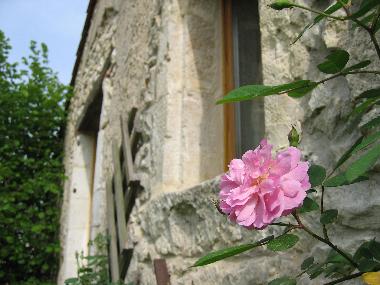 Beautiful flower on an ancient wall of Lauzanac