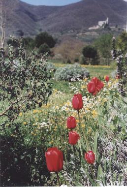 Villa in Cortona Mercatale (Arezzo) or holiday homes and vacation rentals