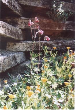 Villa in Cortona Mercatale (Arezzo) or holiday homes and vacation rentals