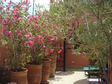 Hotel in Marrakech (Marrakech) or holiday homes and vacation rentals