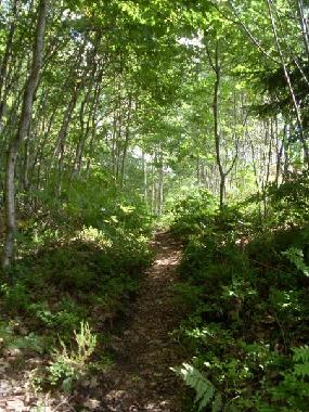 Beautiful nature around the island