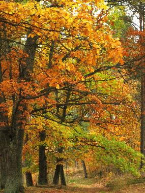 Holiday House in Lipusz (Pomorskie) or holiday homes and vacation rentals