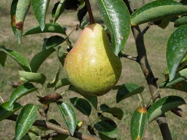 Holiday House in Anghiari (Arezzo) or holiday homes and vacation rentals