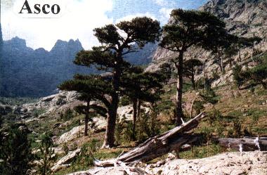 Holiday House in Urtaca (Haute-Corse) or holiday homes and vacation rentals