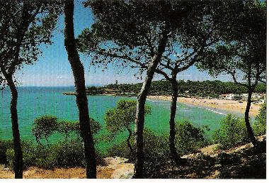 view from the forest