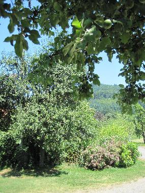 Holiday House in Biberach/Baden (Black Forest) or holiday homes and vacation rentals