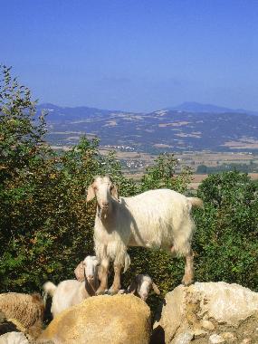 Holiday Apartment in Nea Potidea (Chalkidiki) or holiday homes and vacation rentals