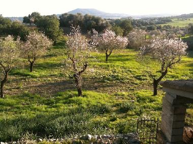 Holiday House in Petra (Mallorca) or holiday homes and vacation rentals