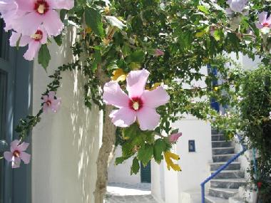 Holiday House in Parikia (Kyklades) or holiday homes and vacation rentals