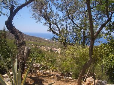 View from the garden