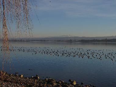 Holiday Apartment in Allensbach (Lake of Constance) or holiday homes and vacation rentals