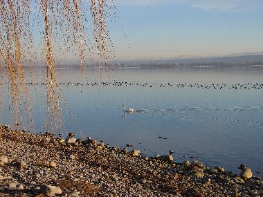Holiday Apartment in Allensbach (Lake of Constance) or holiday homes and vacation rentals
