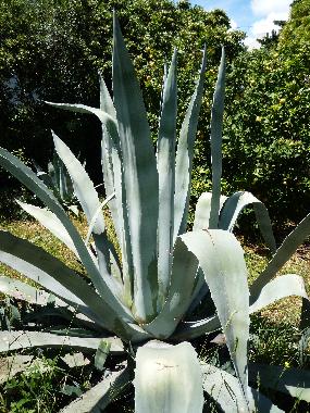 Holiday House in Seget Vranjica (Splitsko-Dalmatinska) or holiday homes and vacation rentals