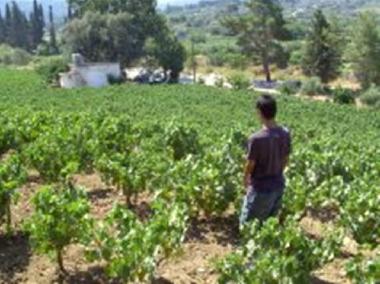 Holiday House in Karlovassi (Samos) or holiday homes and vacation rentals